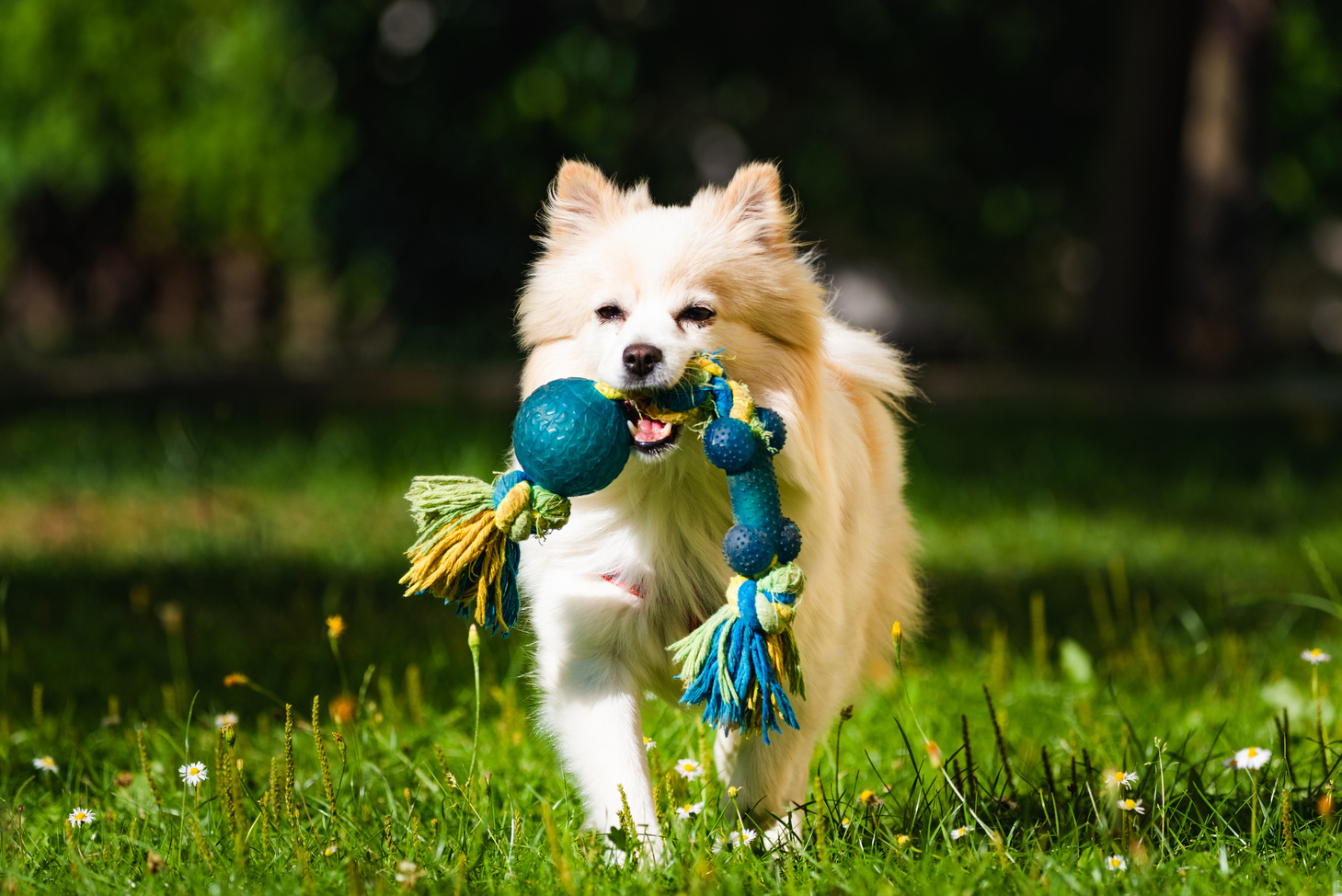 Pet Dog Fetching Toy Outdoors