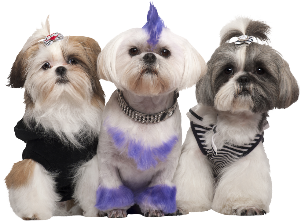 Three Shih Tzus Dressed up, 2 Years Old, 5 Months Old, and 6 Years Old